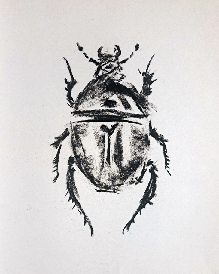 Beetle
