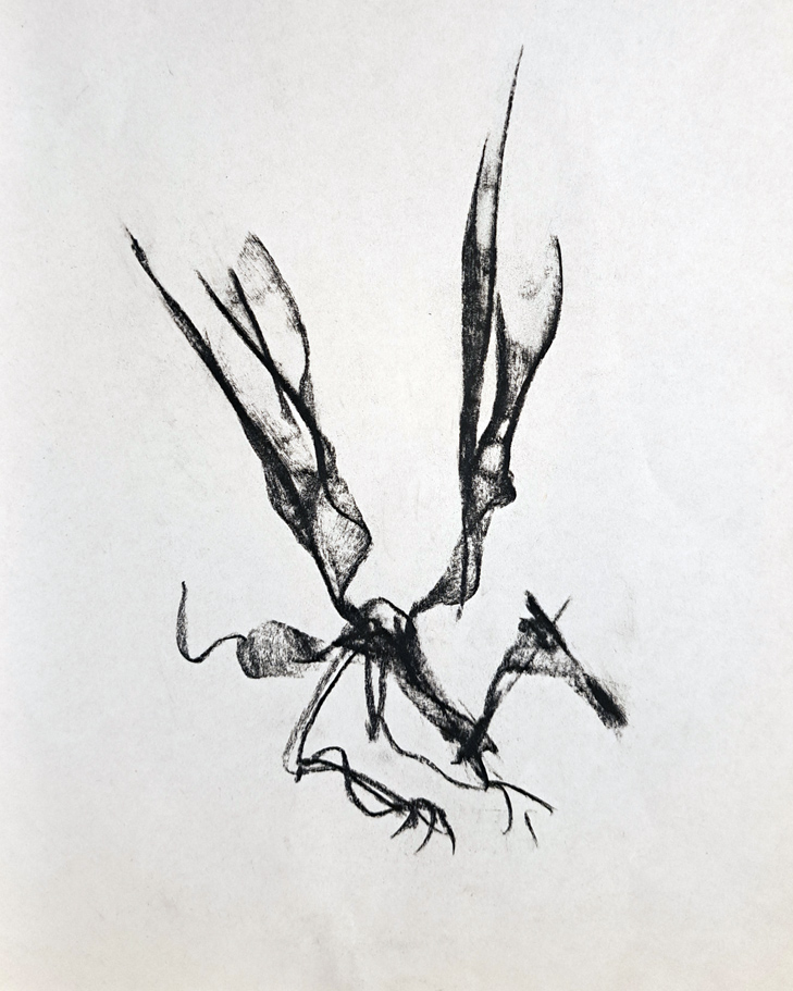 Scribble Wyvern